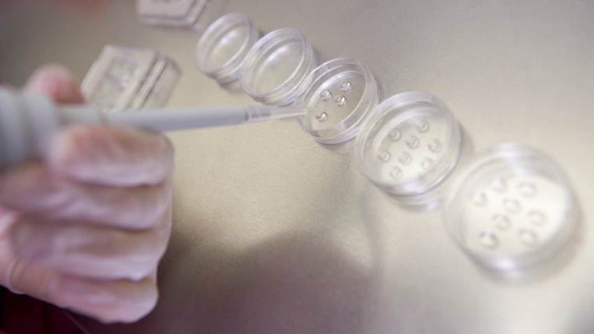 Embryologist preparing cultures in laboratory