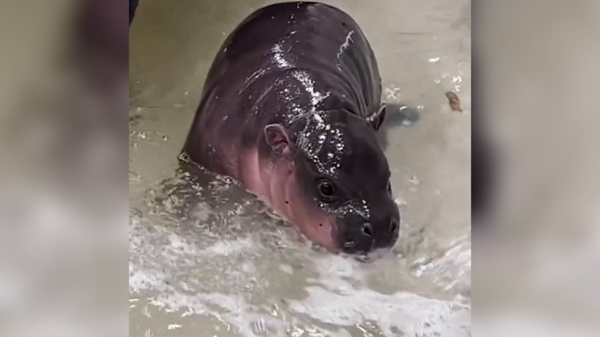 A Pygmy hippo calf splashing in water.