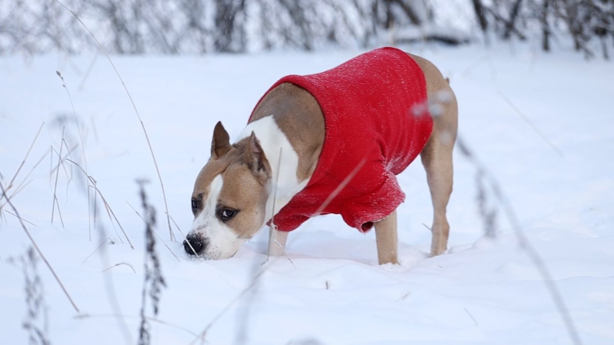 Photo inspiration: Fresh Look at Do Dogs Need Coats How To Protect Pets From The