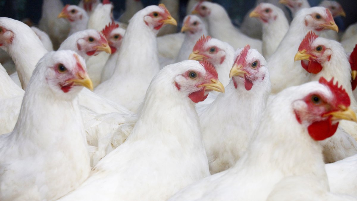 CDC urges faster testing to find human bird flu cases NBC Connecticut