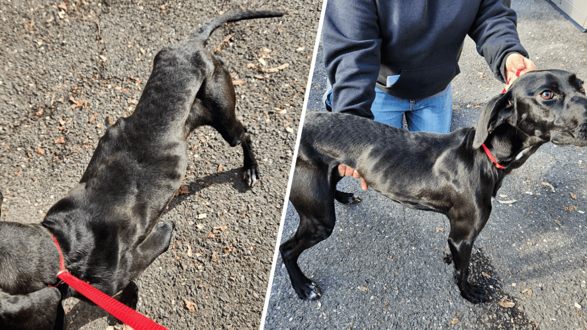 Authorities look for info about emaciated dog found abandoned in ...