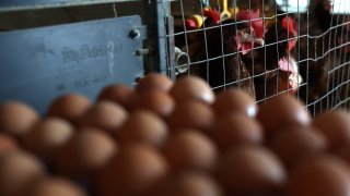 Chickens stand next to stacks of eggs in a henhouse at Sunrise Farms on February 18, 2025 in Petaluma, California. 