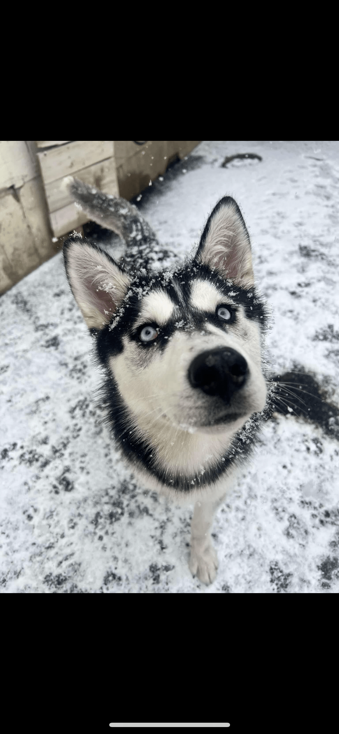 Dazy enjoyed the beginning of the storm yesterday