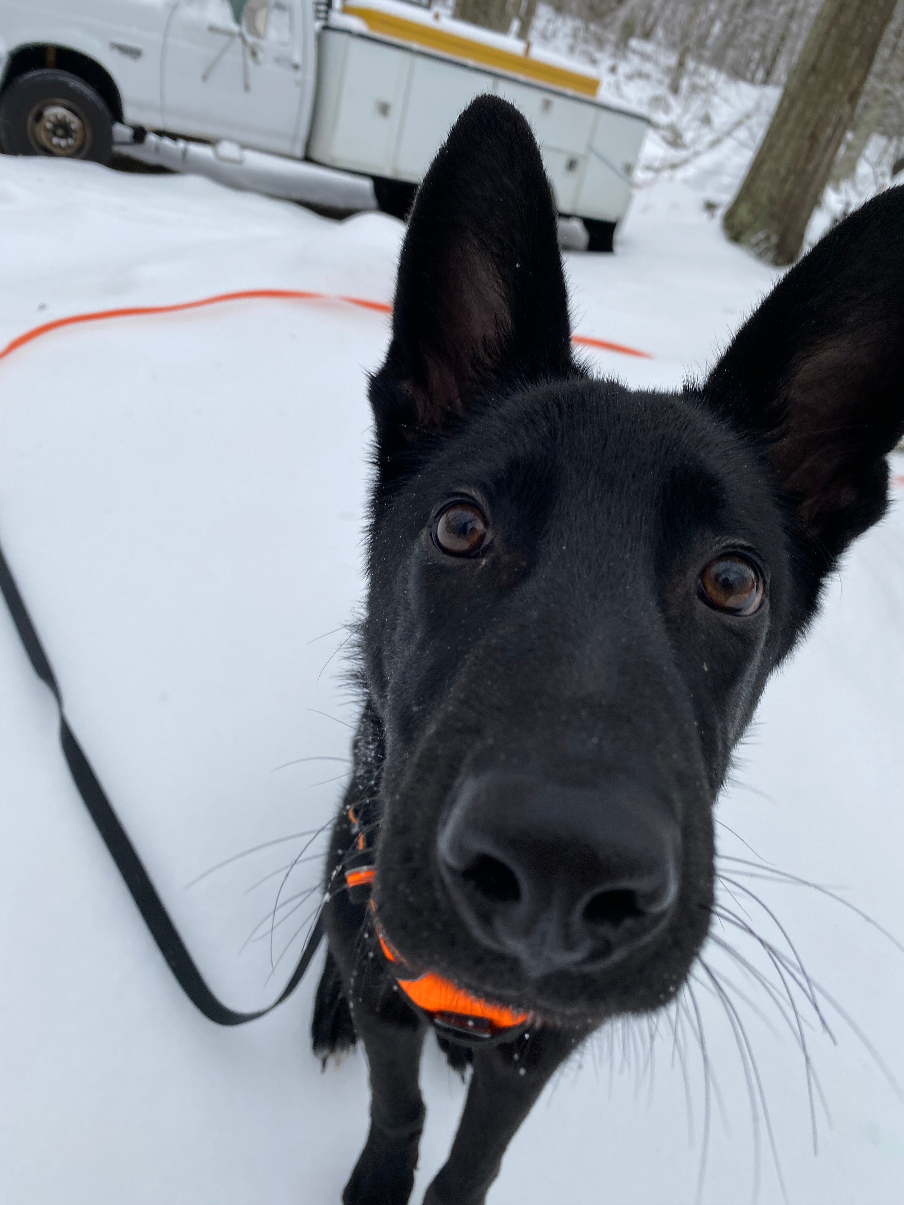 5 month old Jett enjoying the snow in Plymouth