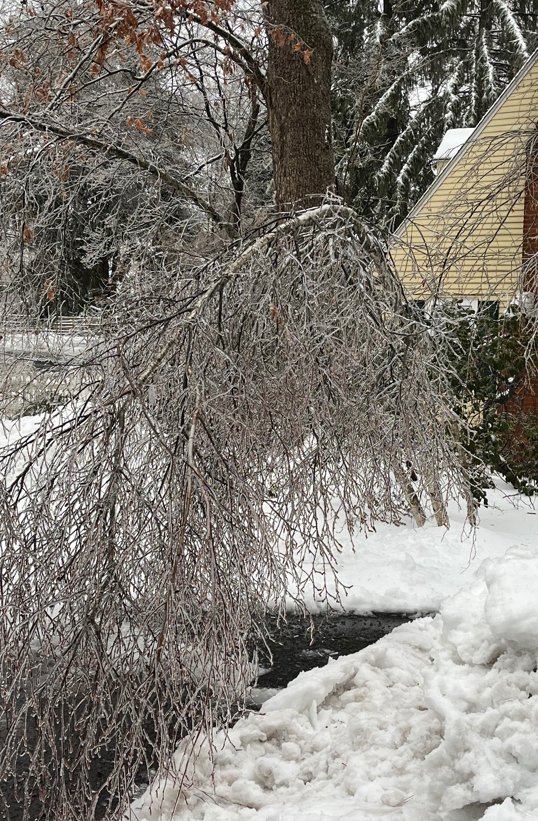 Birch tree w 1/4 in of ice