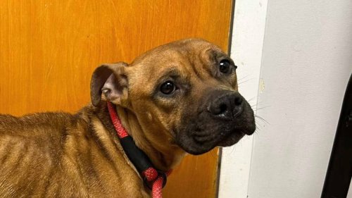 Investigation underway after emaciated dog found out in freezing cold ...