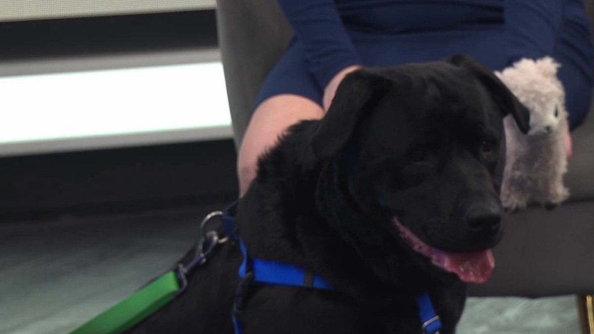 Pet of the Week Sheba NBC Connecticut