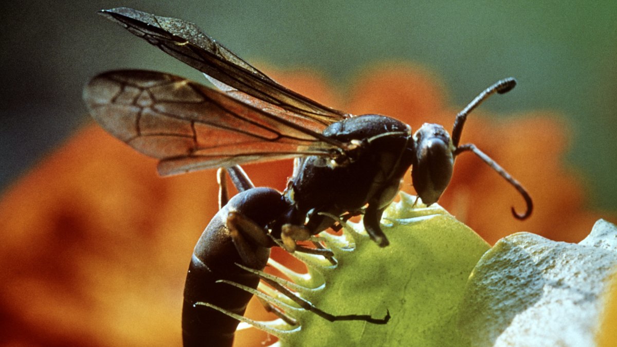 Venus flytrap wasp? Scientists uncover ancient insect preserved in ...