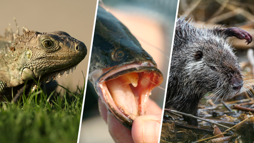 Iguana, northern snakehead and nutria in split image.