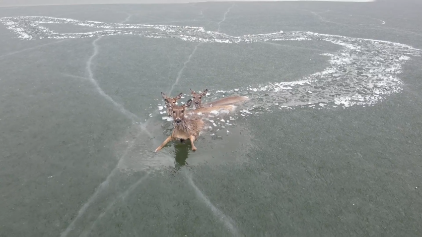 WATCH: Police use drones to herd stranded deer to shore