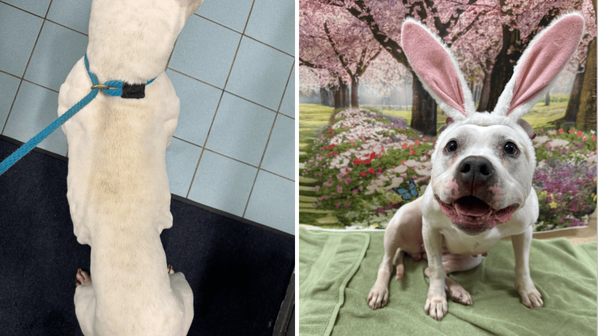 Dog found abandoned in Beacon Falls is up for adoption – NBC Connecticut