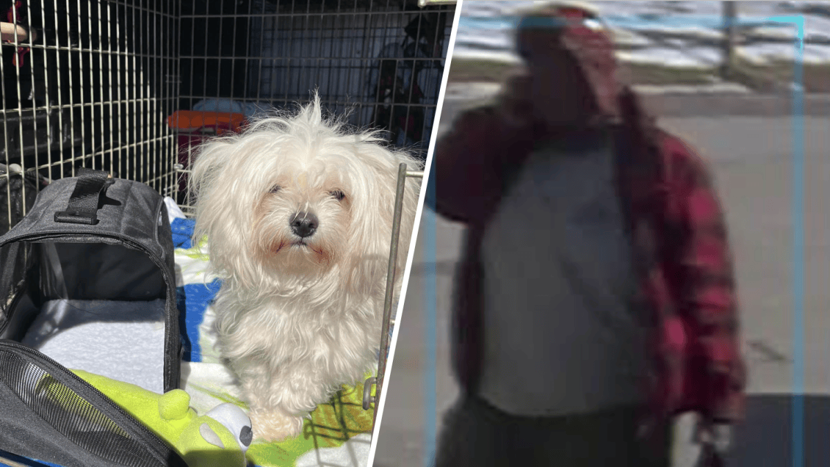 Authorities look for man accused of abandoning dog in Manchester – NBC ...