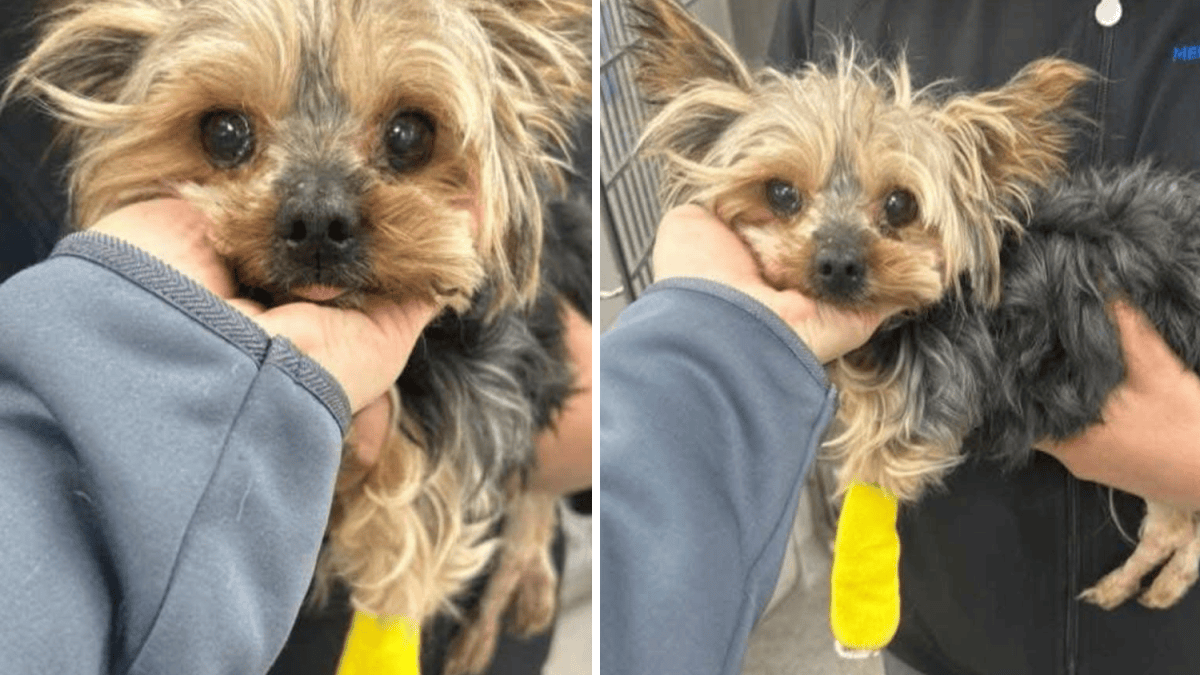 Animal control looks for owner of seriously neglected dog found in ...