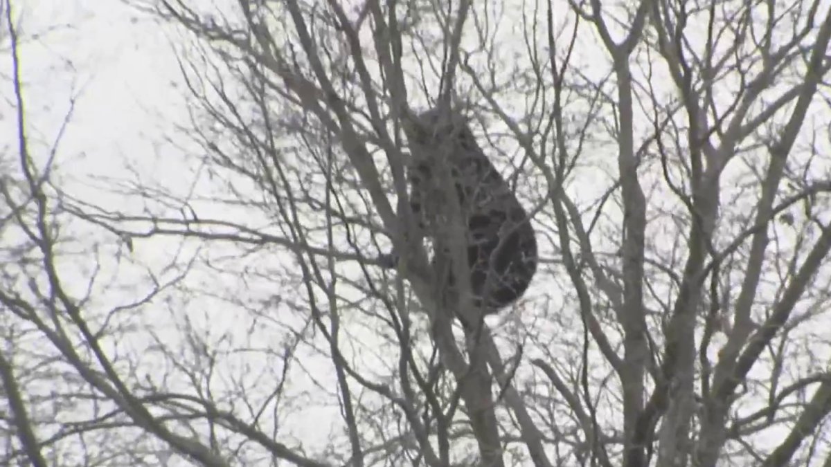 Bear causes commotion at Westfarms Bear causes commotion at Westfarms