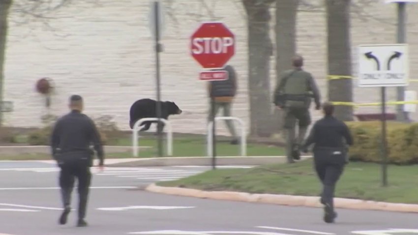 Bear climbs tree at Westfarms as encounters with the animal rise across CT