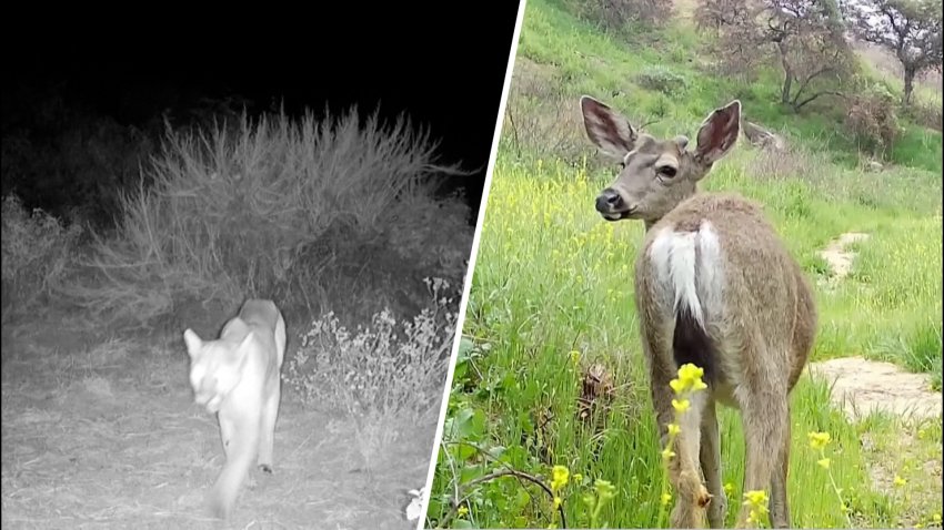 Mountain Lion and deer split