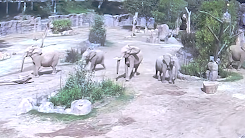 Elephants at San Diego Zoo Safari Park