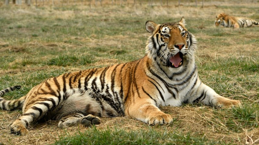 Two tiger brothers relax in their open enclosures enjoying a once unimagined life of freedom at the Wild Animal Sanctuary on April 1, 2020 in Kennesburg, Colorado.  These tigers are among 45 tigers the sanctuary rescued from Joe Exotic’s Greater Wynnewood Animal Park in Florida which is the subject of a recently released miniseries on Netflix called The Tiger King.