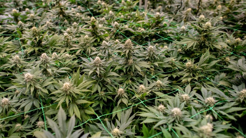 cannabis plants