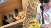 Firefighters rescue ducklings trapped in storm drain in Westbrook