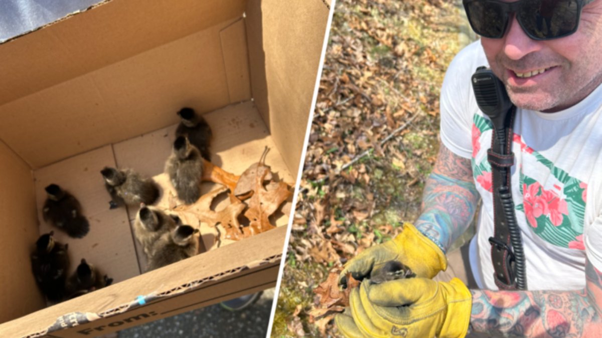 Firefighters rescue ducklings trapped in storm drain in Westbrook Firefighters rescue ducklings trapped in storm drain in Westbrook