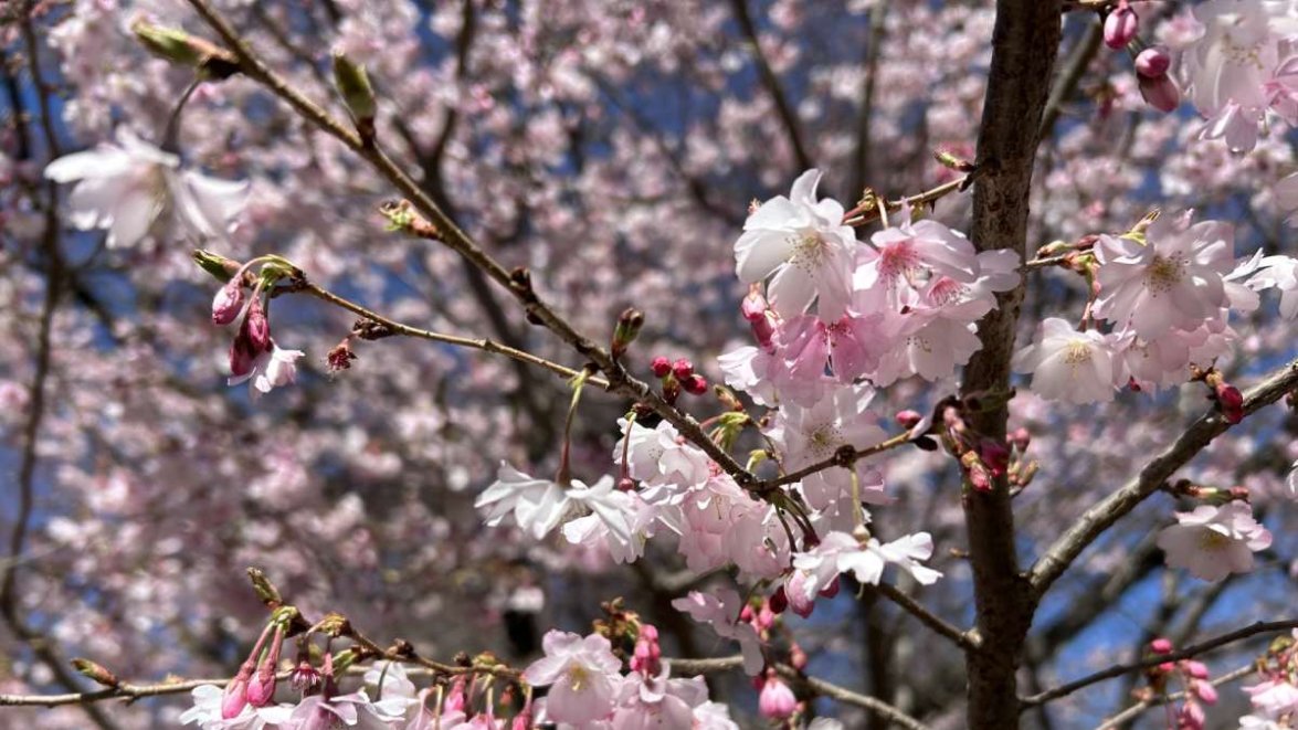 When and where to see spring blossoms in CT – NBC Connecticut