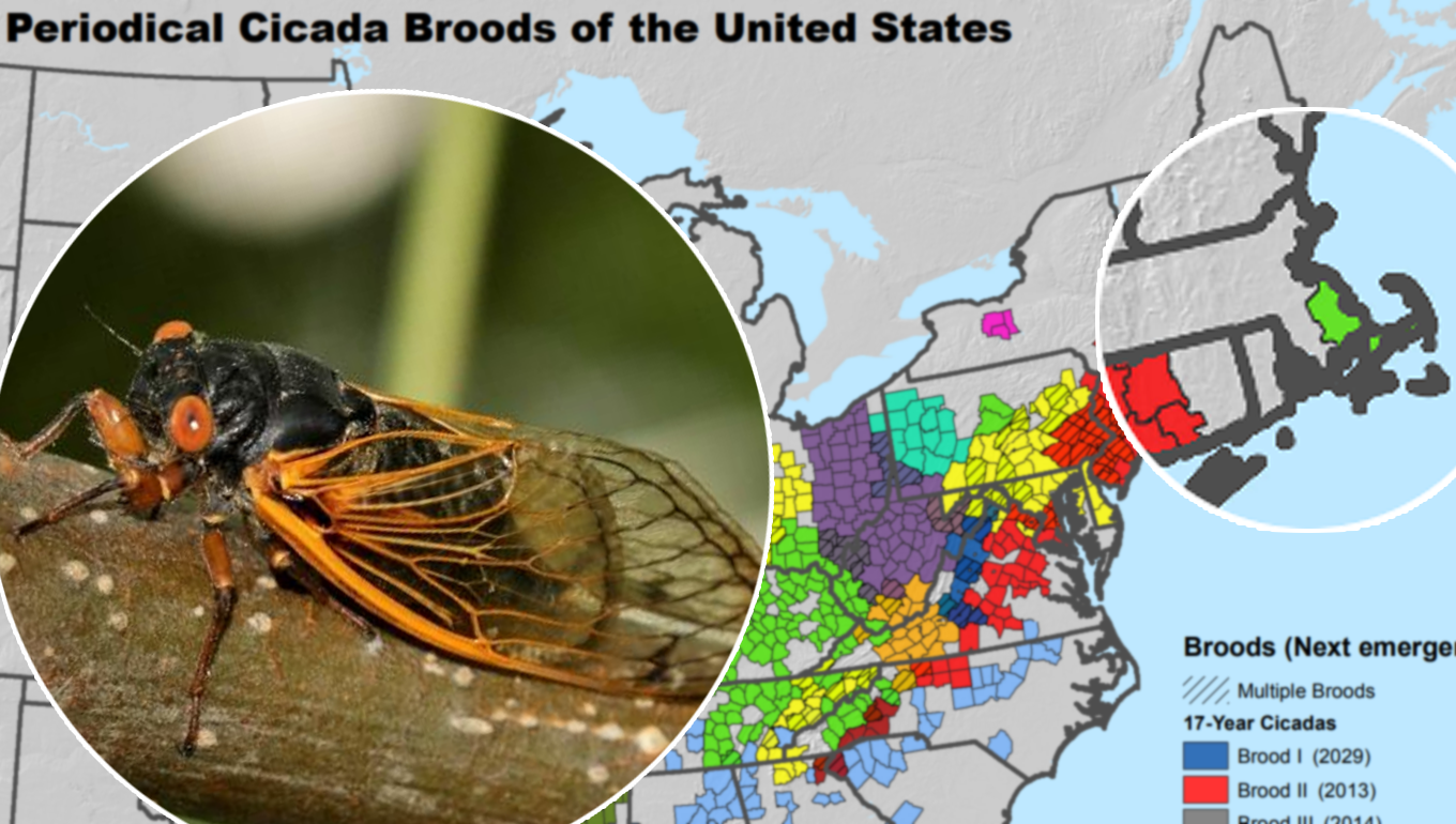 A map of the United States’ cicada broods, with a cicada seen inset at left and Massachusetts, with its local brood, inset at right.
