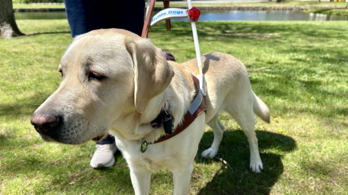 There is a process to getting a guide dog