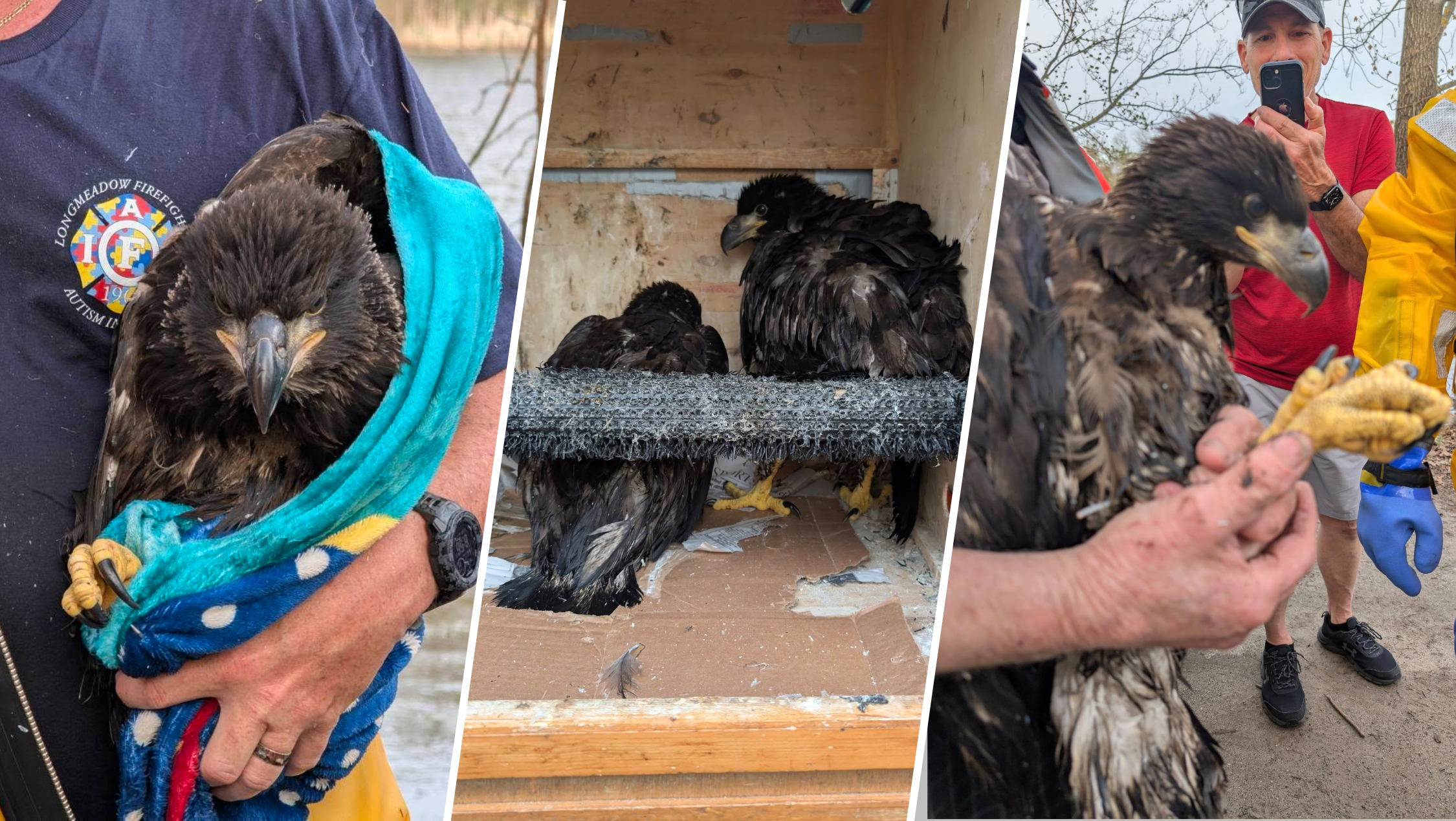 Baby bald eagles rescued after nest is blown down by wind
