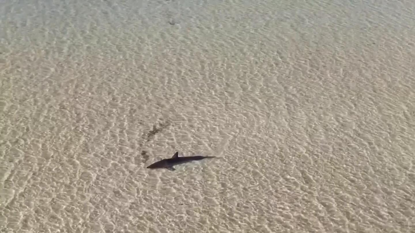 Great white shark stuck in a sand bar in Australia