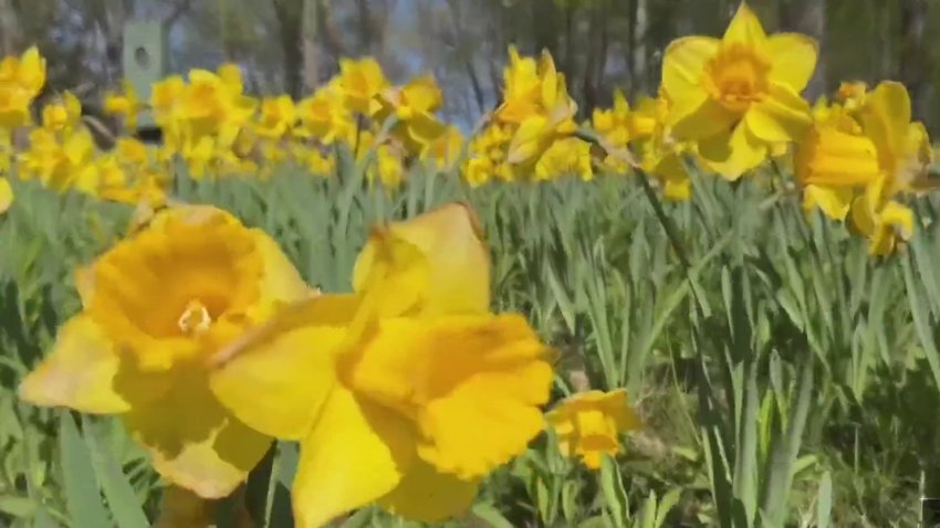 What to expect at this year's Meriden Daffodil Festival