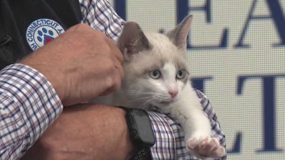 Pet of the Week: Emily