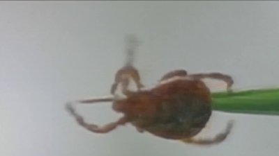Tick populations growing in Connecticut with warmer winters