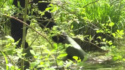 Towns and cities across the state are gearing up for mosquito season
