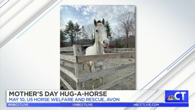 CT LIVE!: Mother's Day Hug-a-Horse Event