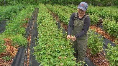 Young woman from Ledyard honored by Outstanding Young Farmers Program