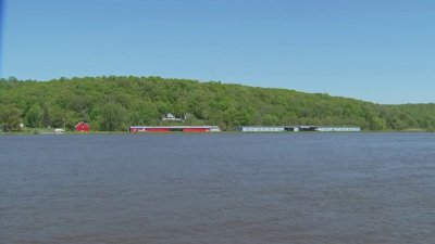 Federal funding cuts could limit program eliminating invasive weed from Connecticut River