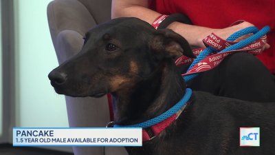 CT LIVE: Adopt Pancake from Dog Star Rescue