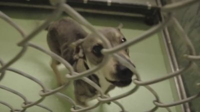 State reports drop in crime overall in new quarterly report; animal cruelty rises
