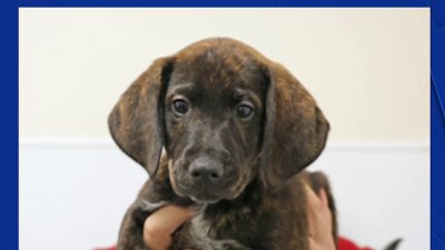 Pet of the Week: Rambo