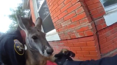 Bodycam video shows Colorado police catching ‘repeat offender' kangaroo