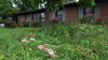 Bored with manicured lawns, some homeowners are adopting ‘No Mow May' all year long