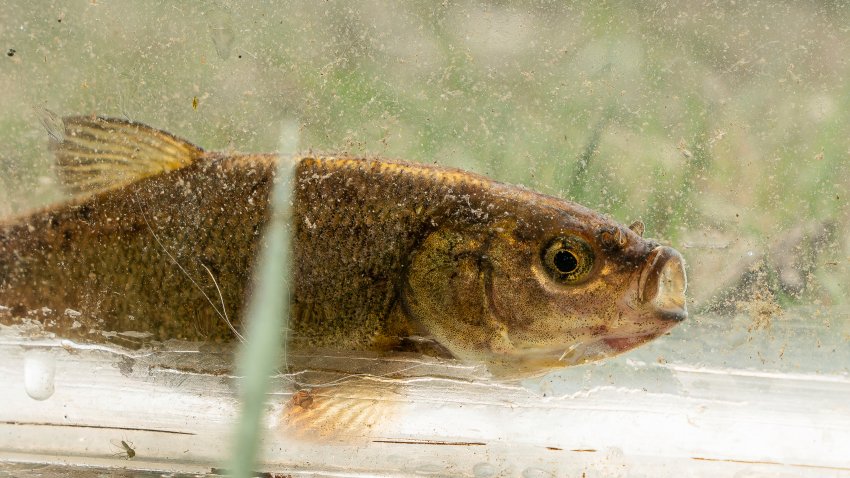 This 2024 photo released by the U.S. Fish and Wildlife Service shows a Fish Lake Valley tui chub.