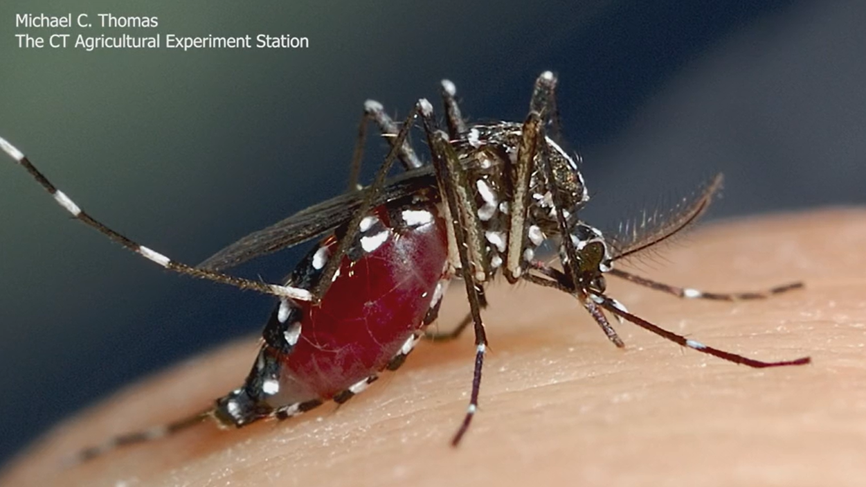Invasive mosquito expected to return to Connecticut this summer