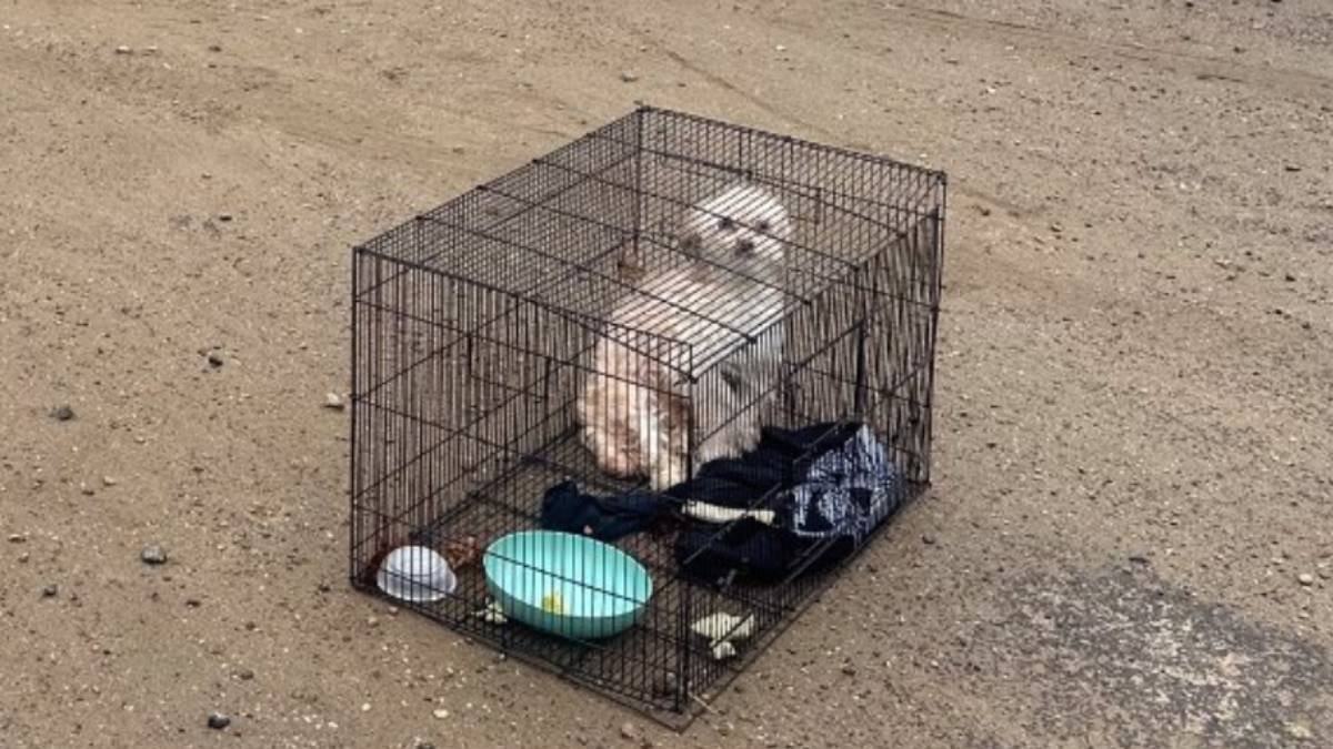Dog found abandoned in Shelton needed to be euthanized: animal control ...