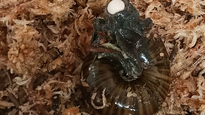 A New Zealand Department of Conservation ranger caring for a population of Powelliphanta augusta snails has for the first time caught a snail laying an egg on video.
