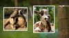 DEEP warns of increasing bear activity after death of family goats in Bethlehem