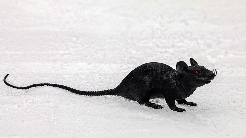 Fake rate on the ice