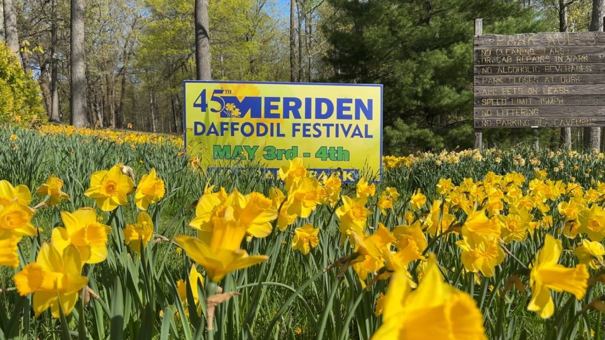 Thousands expected to visit 45th annual daffodil festival in Meriden this weekend