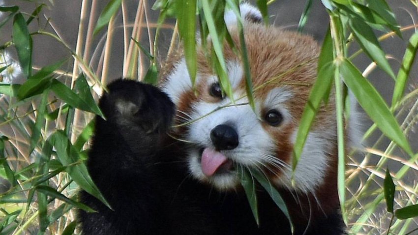This is Ponya, an 11-month-old female red panda at the  Beardsley Zoo in Bridgeport.
